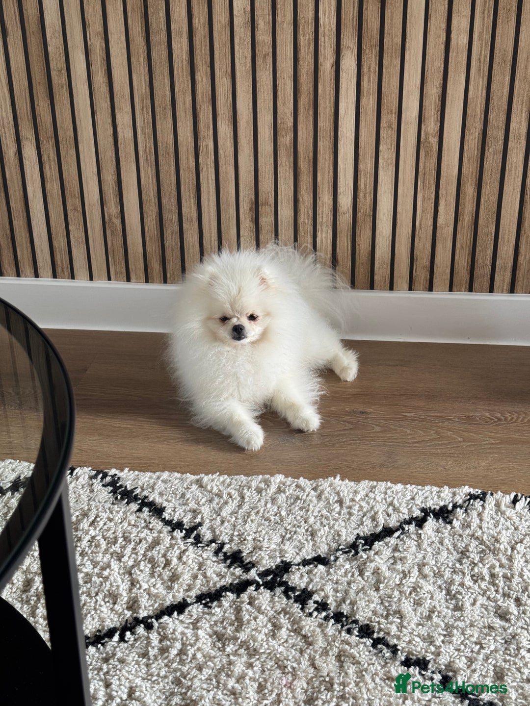 Pomeranian dogs for sale: Male 9 Month Old Miniature Pomeranian  - Image 6
