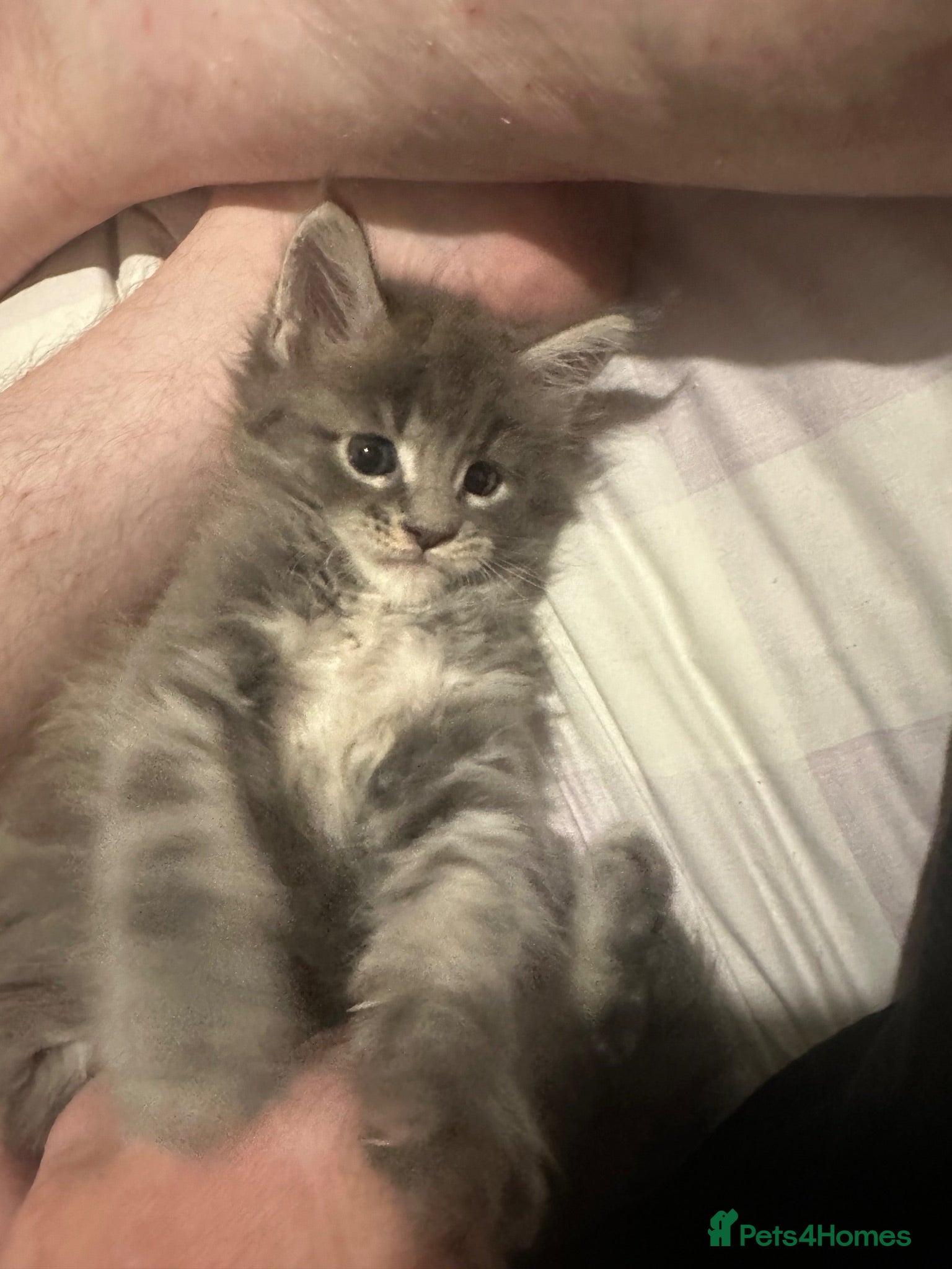 Maine Coon cats LuxuryMaine Coon kittens & can do payment plan - Advert 4
