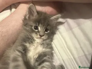 Maine Coon cats LuxuryMaine Coon kittens & can do payment plan - Advert 4