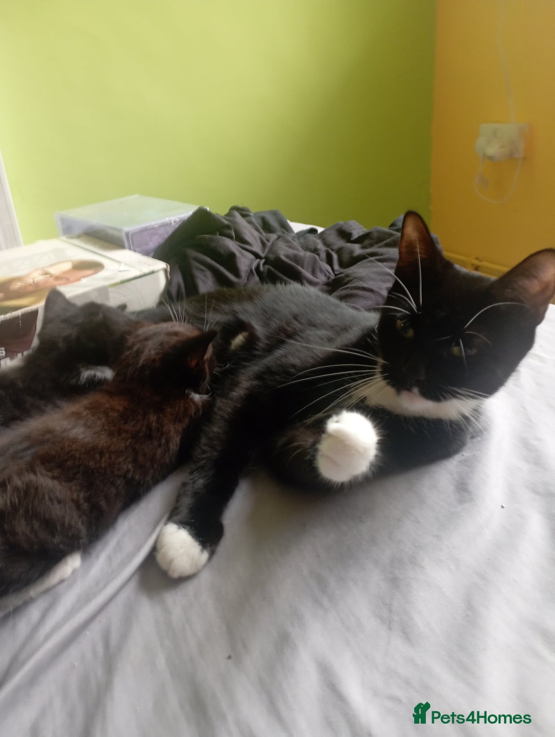 British Shorthair cats for sale: 2 boy kittens for sale - Image 9