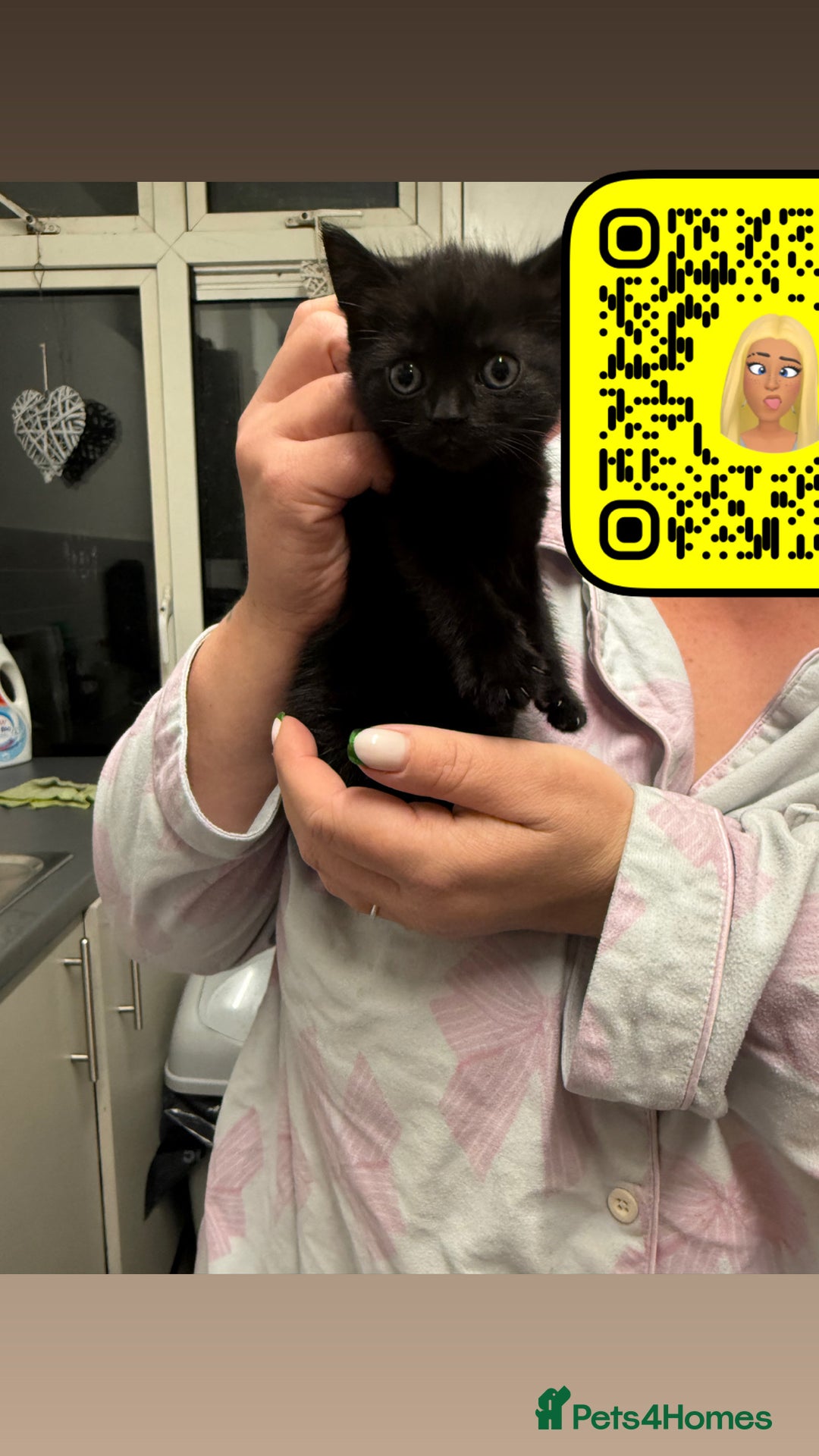 British Shorthair cats for sale: 2 female British short hair mix - Advert 3