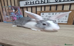 Mixed Breed rabbits for sale: Baby Rabbits Ready Now  - Image 3