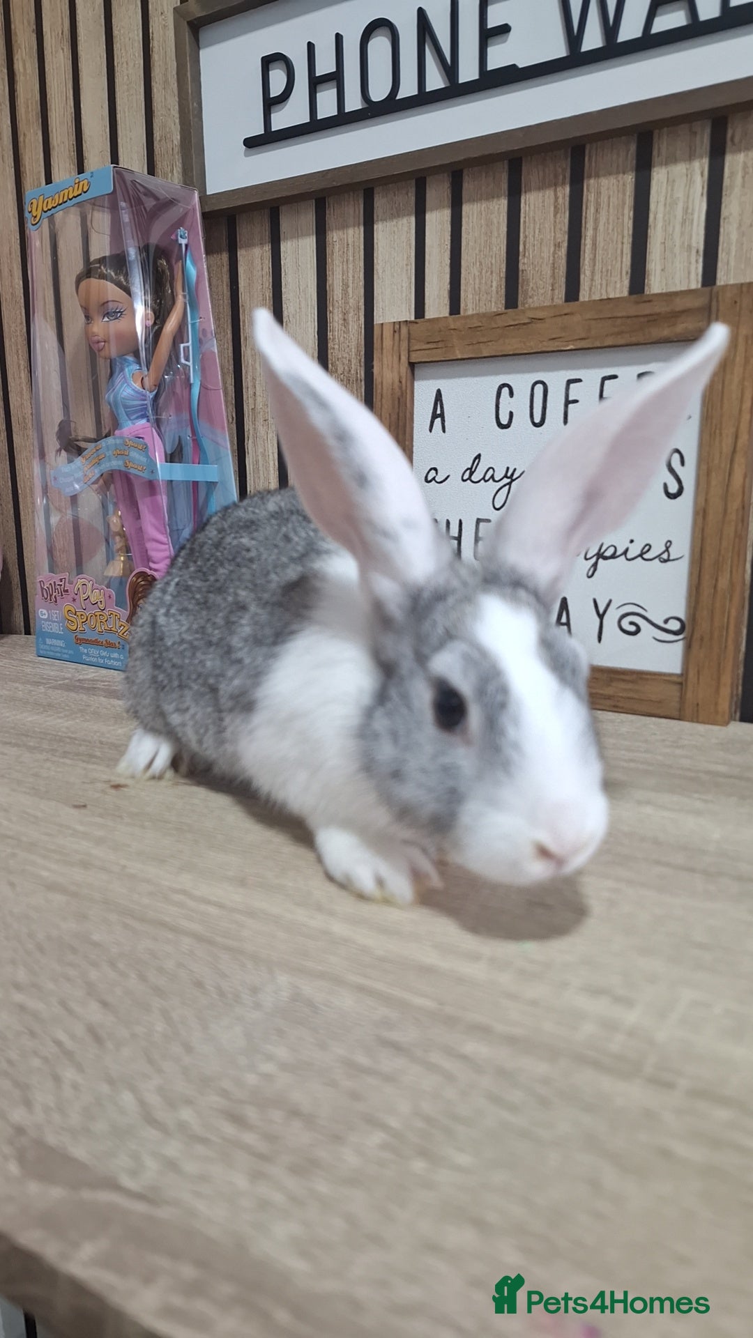 Mixed Breed rabbits for sale: Baby Rabbits Ready Now  - Image 3
