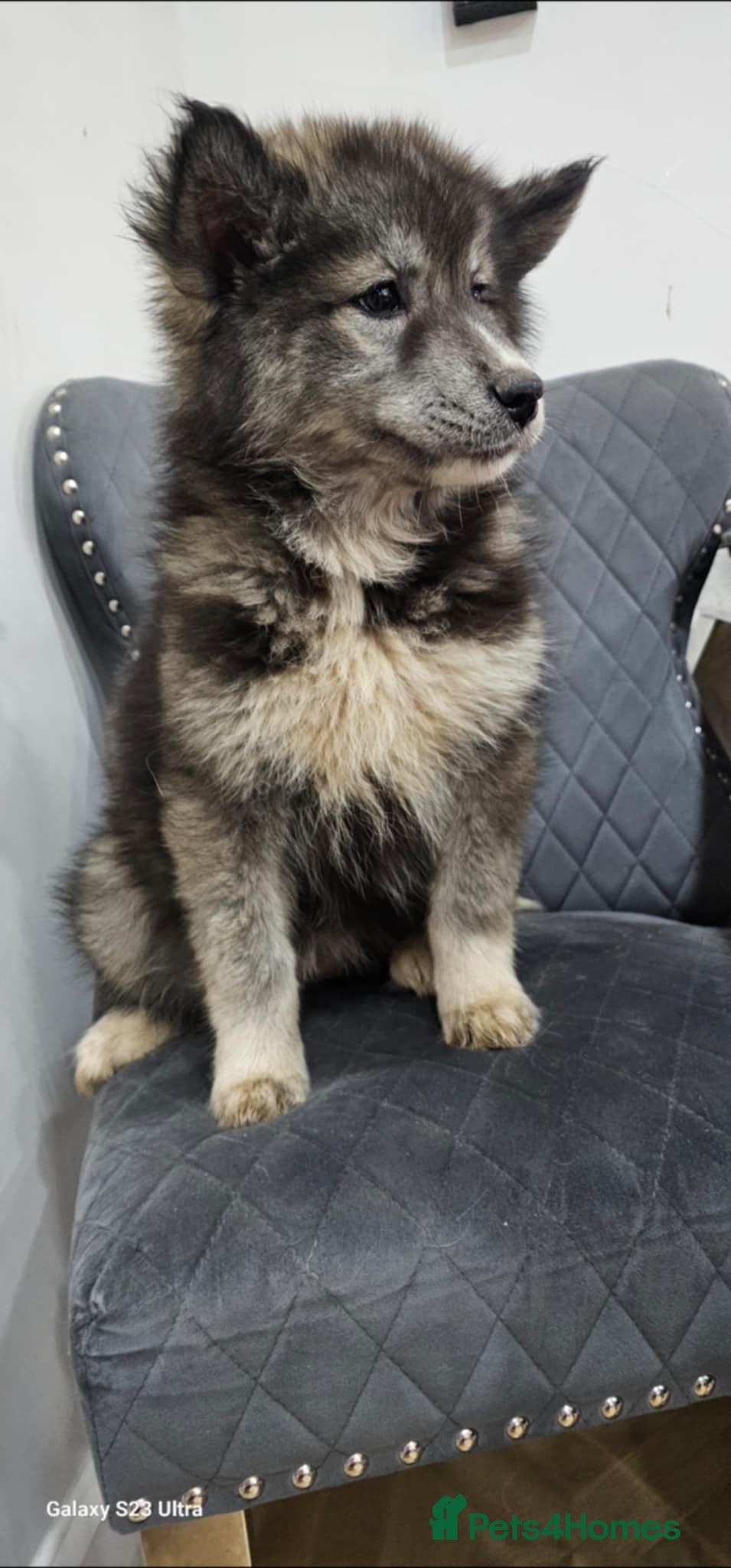 Siberian Husky dogs Wooly Siberian Huskies - fully vaccinated  - Advert 1