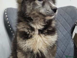 Siberian Husky dogs Wooly Siberian Huskies - fully vaccinated - Advert 13