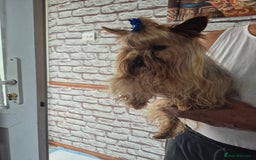 Yorkshire Terrier dogs for sale: Yorkshire terrier , male ,female  - Image 3
