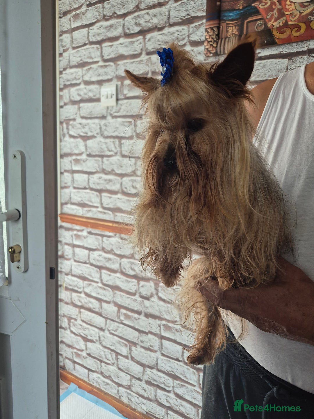 Yorkshire Terrier dogs for sale: Yorkshire terrier , male ,female  - Image 3
