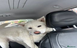 Japanese Akita Inu dogs for sale: Female Japanese Akita - Image 2