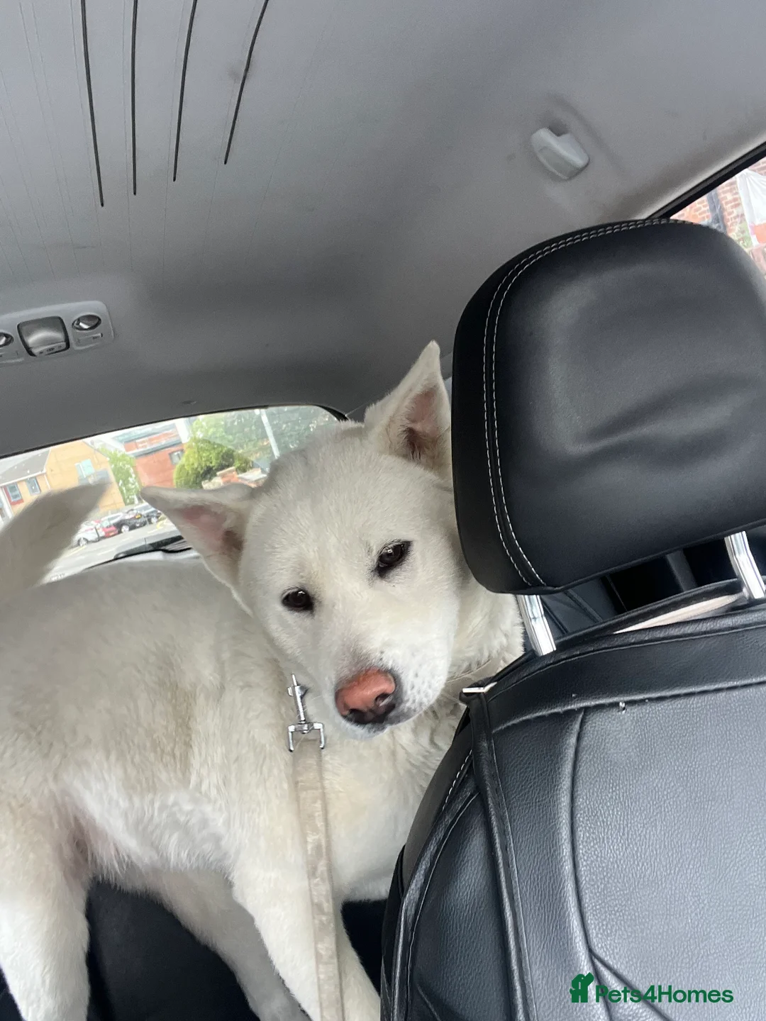 Japanese Akita Inu dogs for sale: Female Japanese Akita - Advert 2