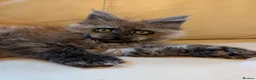 Maine Coon cats for sale: Gorgeous Registered Maine Coon Kittens  - Advert 13