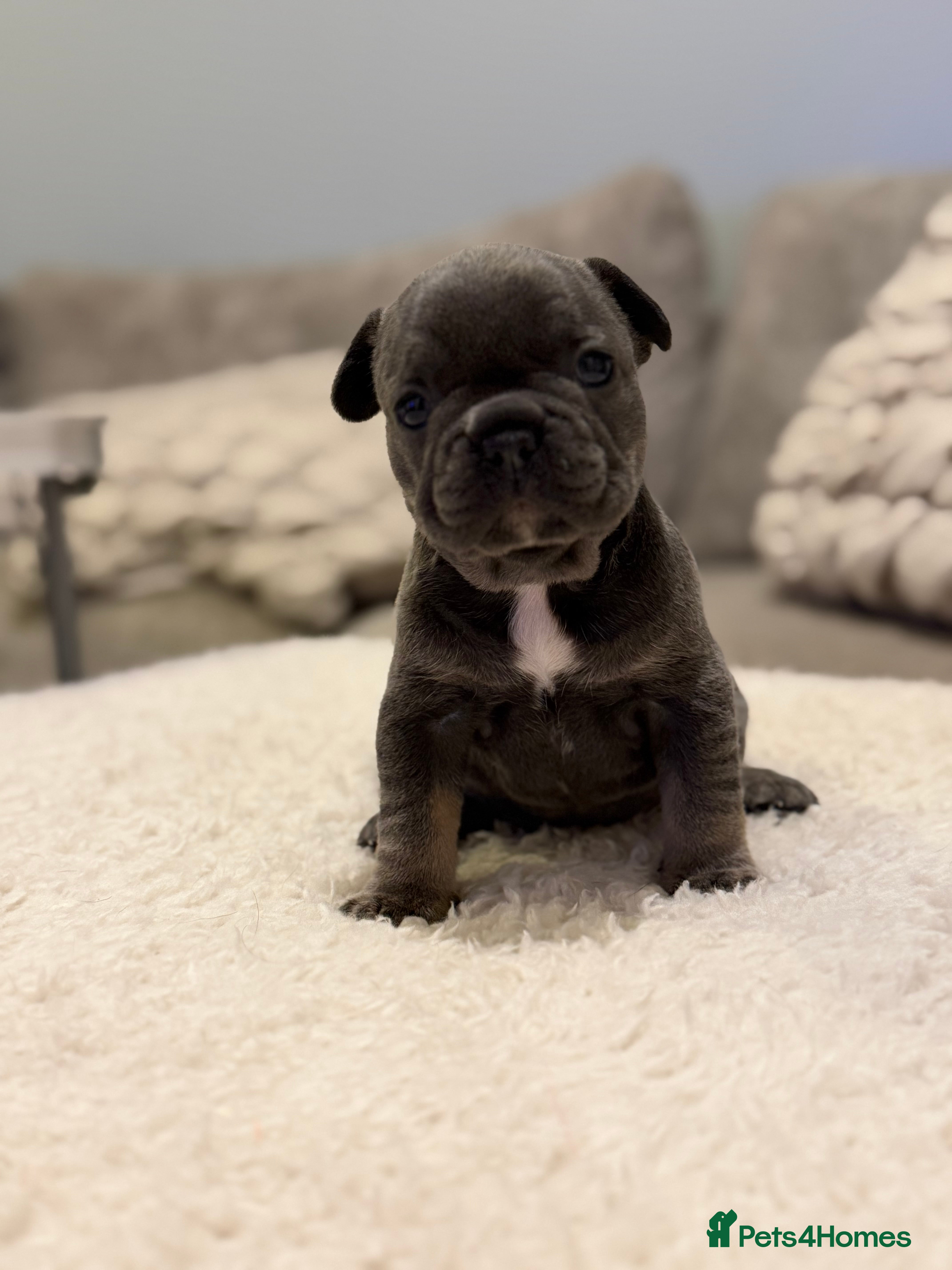 French Bulldog dogs Beautiful French bull dog puppies  - Advert 1