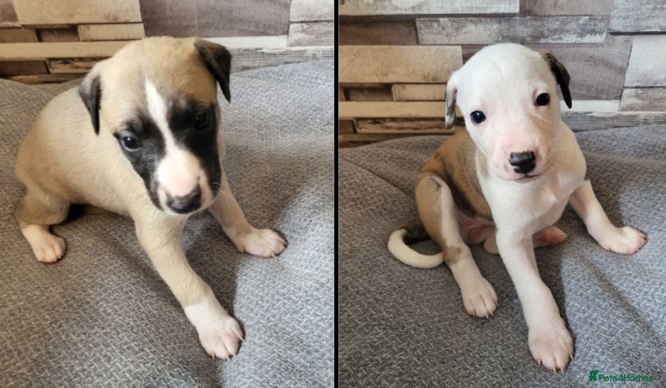 Whippet dogs KC Gorgeous Whippet pups. - Advert 2