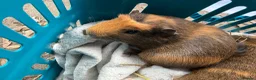 Guinea Pig rodents for sale: 4 x brindle Abbyssinian cross boys - Advert 1