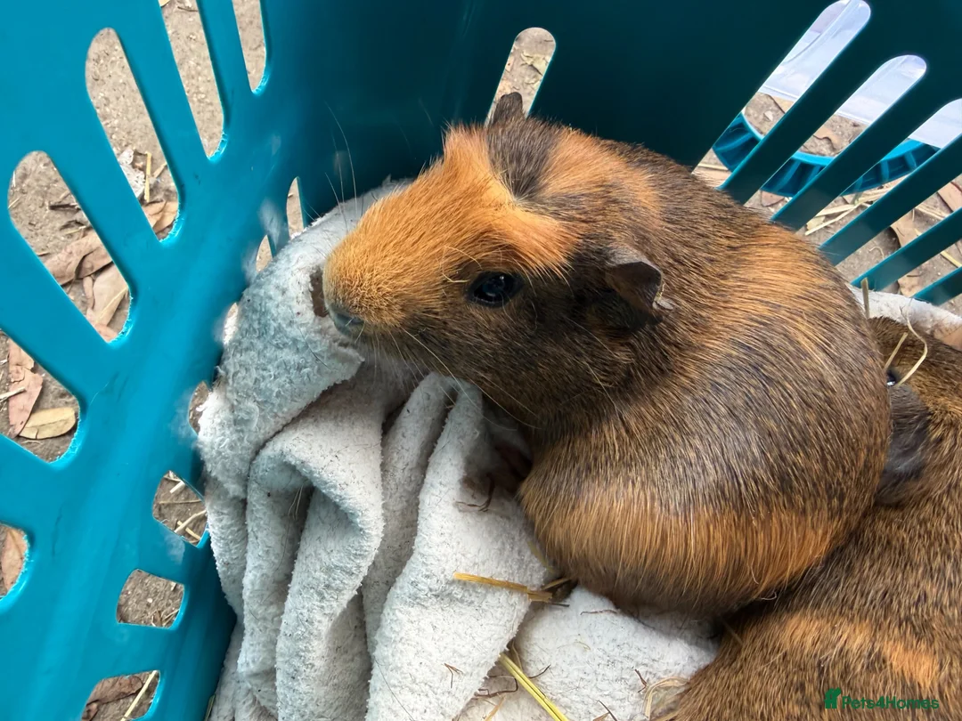 Guinea Pig rodents for sale: 4 x brindle Abbyssinian cross boys - Advert 1