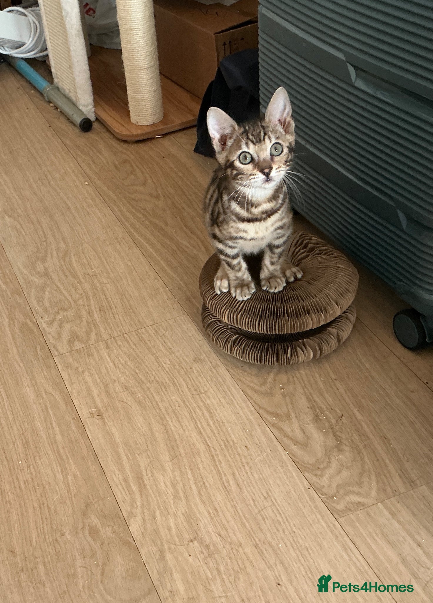 Bengal cats brown boy selling with no fault of his own  - Advert 2