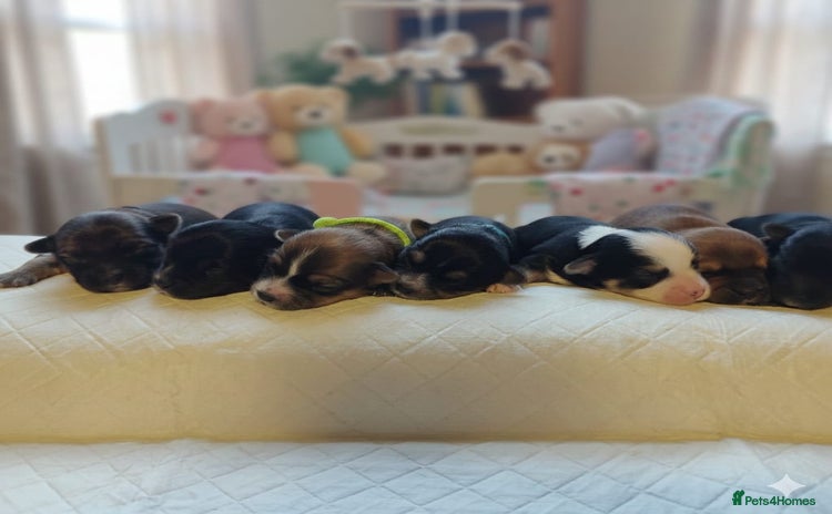 Chorkie dogs Outstanding Chihuahua x Yorkshire Terrier puppies  - Advert 4