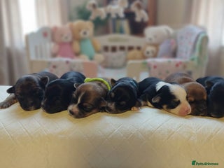 Chorkie dogs Outstanding Chihuahua x Yorkshire Terrier puppies - Advert 5