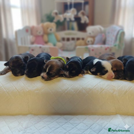 Chorkie dogs Outstanding Chihuahua x Yorkshire Terrier puppies - Advert 4