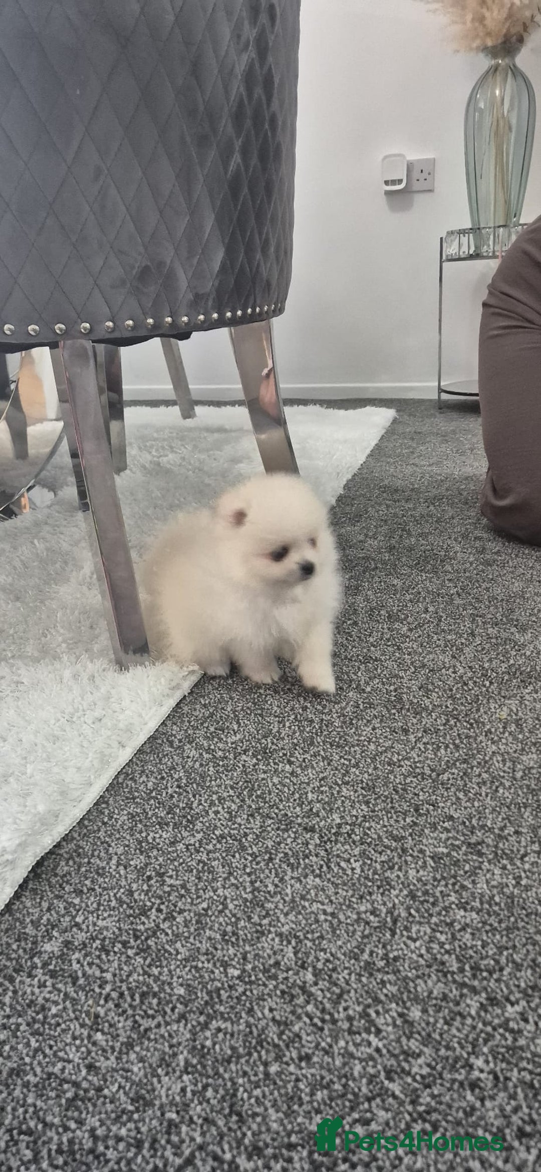 Pomeranian dogs for sale: HIGH QUALITY TEDDY Face POMERANIAN ** 💕💞💓💞💕 - Image 16