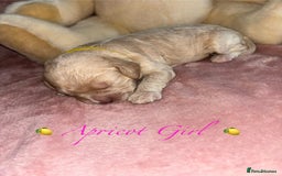 Cavapoo dogs for sale: BEAUTIFUL CAVAPOO PUPPIES HEALTH TESTED PARENTS  - Image 12