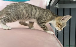 Mixed Breed cats for sale: ADOPT NOW! SWEET BLACK TUXEDO MALE TABBY LEFT - Image 12