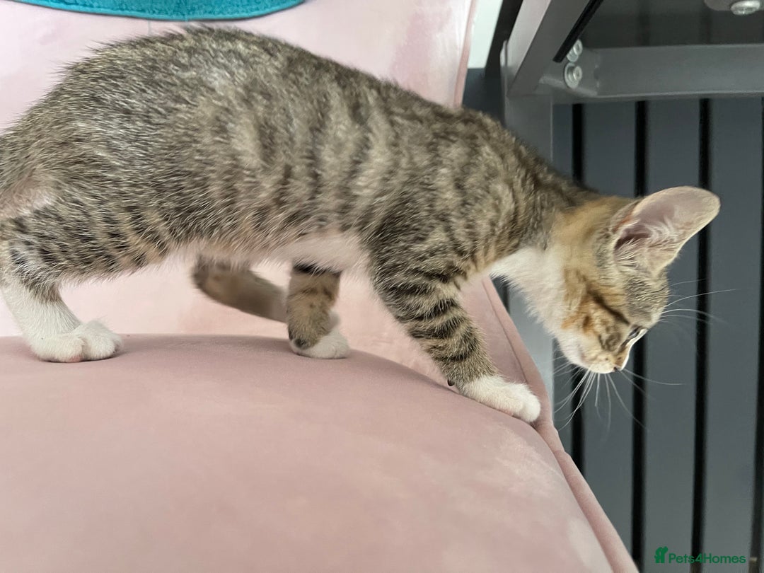 Mixed Breed cats for sale: ADOPT NOW! SWEET BLACK TUXEDO MALE TABBY LEFT - Image 12