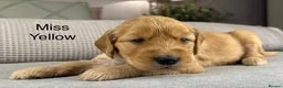 Goldendoodle dogs for sale: HEREDITARY HEALTH TESTED MUM. DNA TESTED DAD - Advert 15