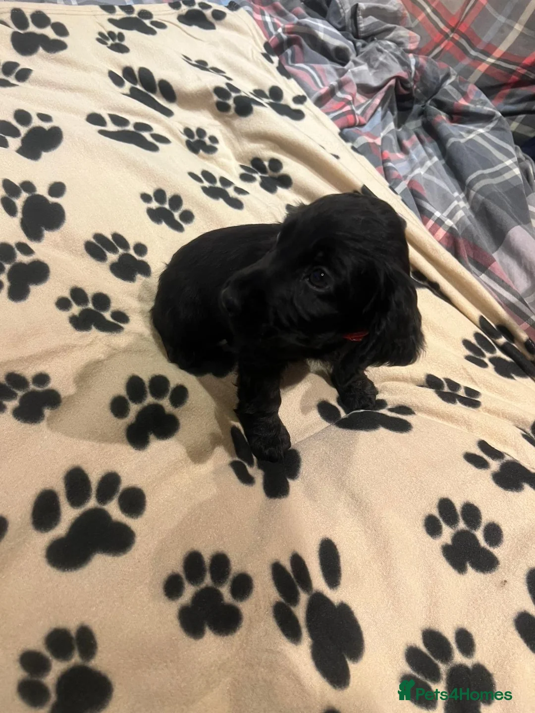 Cockapoo dogs for sale: Cocker spaniel/ cocapoo  - Advert 10