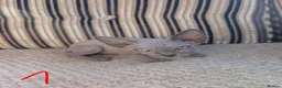 Sphynx cats for sale: Ready for reservation  - Advert 14