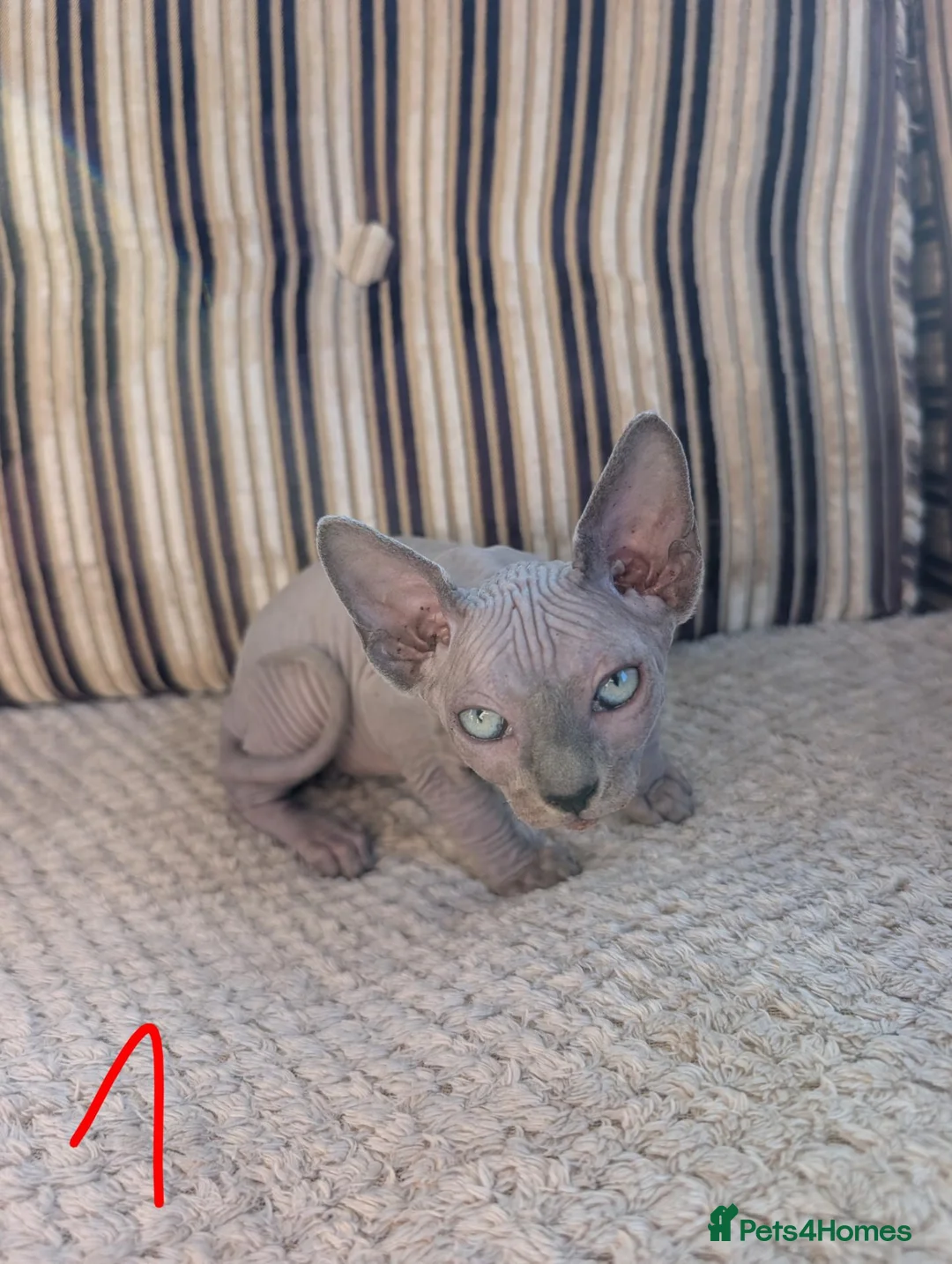 Sphynx cats for sale: Ready for reservation  - Advert 14