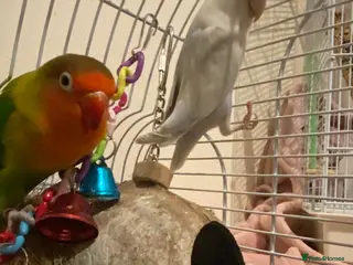 Lovebirds birds Beautiful pair of love birds - Advert 1