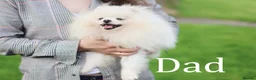 Pomeranian dogs for sale: KC registered pomeranian puppies - 4 girls  - Advert 5