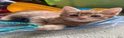 Maine Coon cats for sale: Kittens Maine coon  - Advert 9