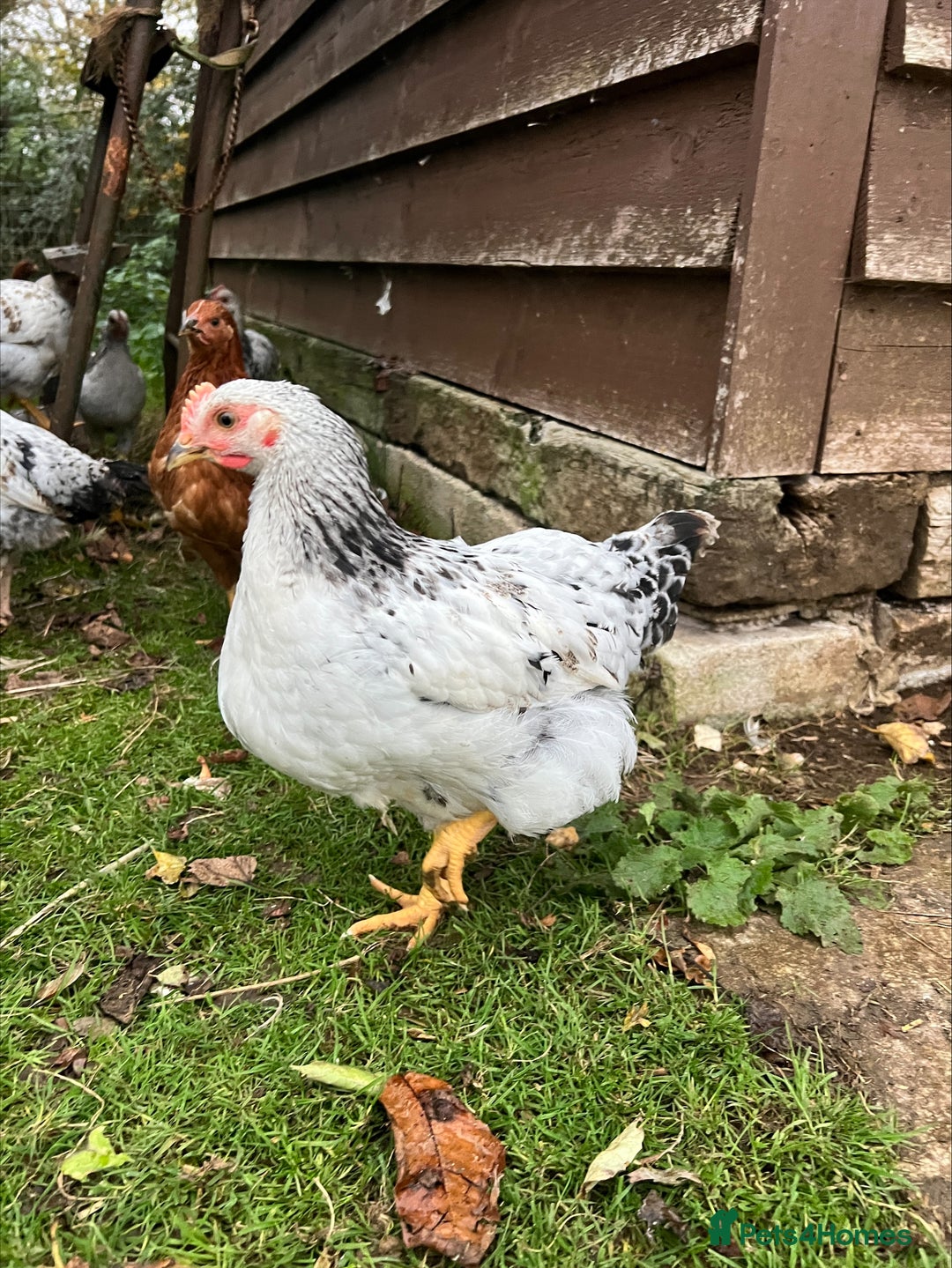 Chickens poultry for sale: Healthy Hybrid cockerells - Image 3