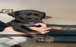 Cane Corso dogs for sale: Beautiful Cane Corso Puppies - Image 6