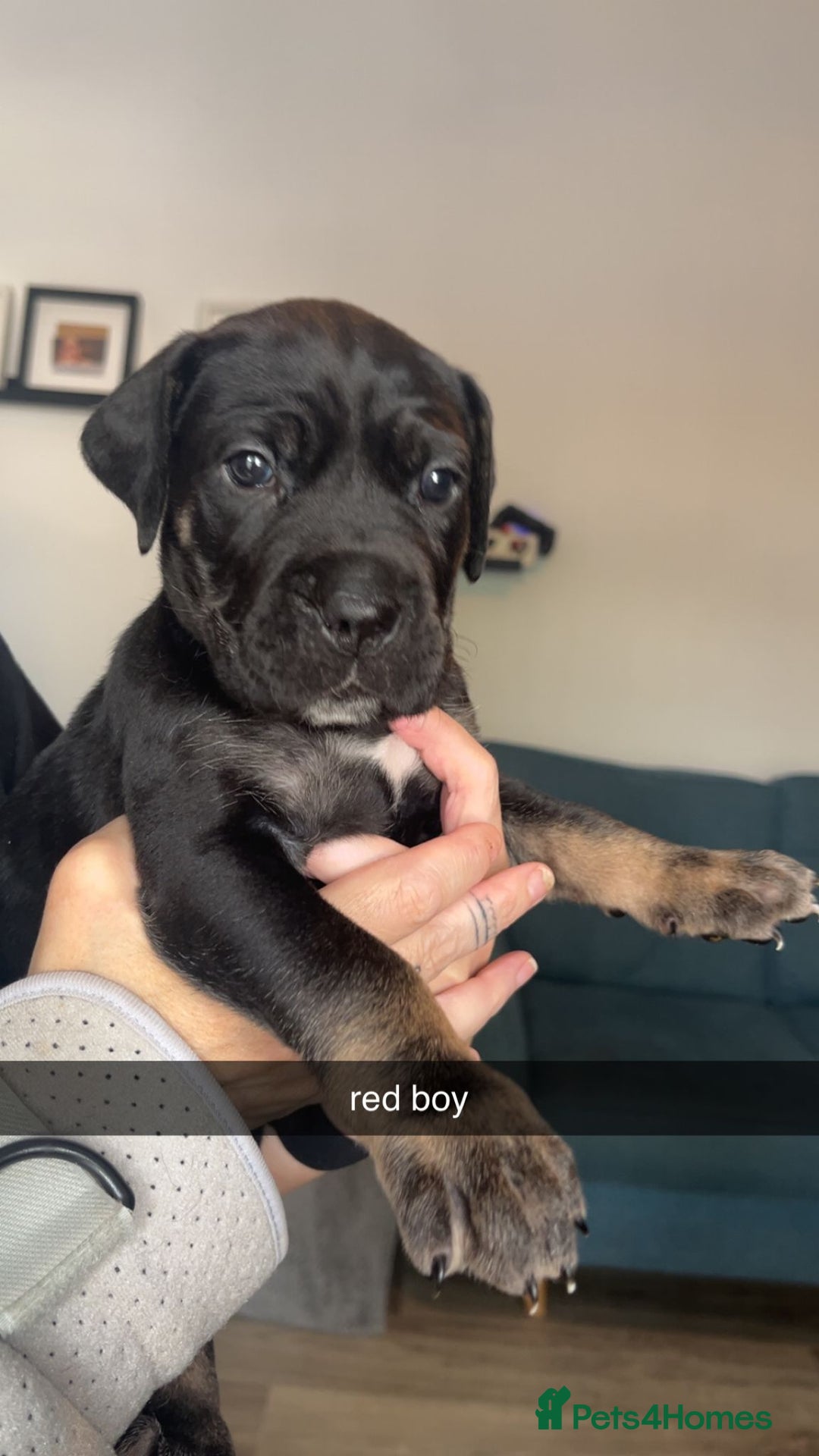 Cane Corso dogs for sale: Beautiful Cane Corso Puppies - Image 6