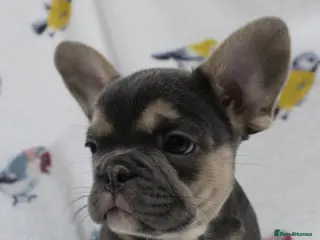 French Bulldog dogs ❤️KC registered last boy❤️ - Advert 9