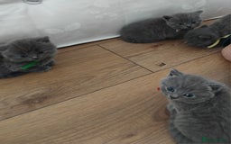 British Shorthair cats for sale: Blue British sorthair kittens available - Image 1