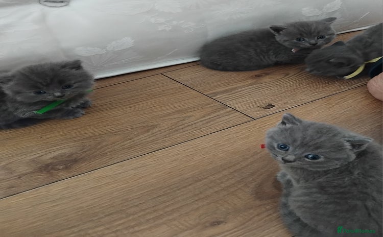 British Shorthair cats - Advert 8