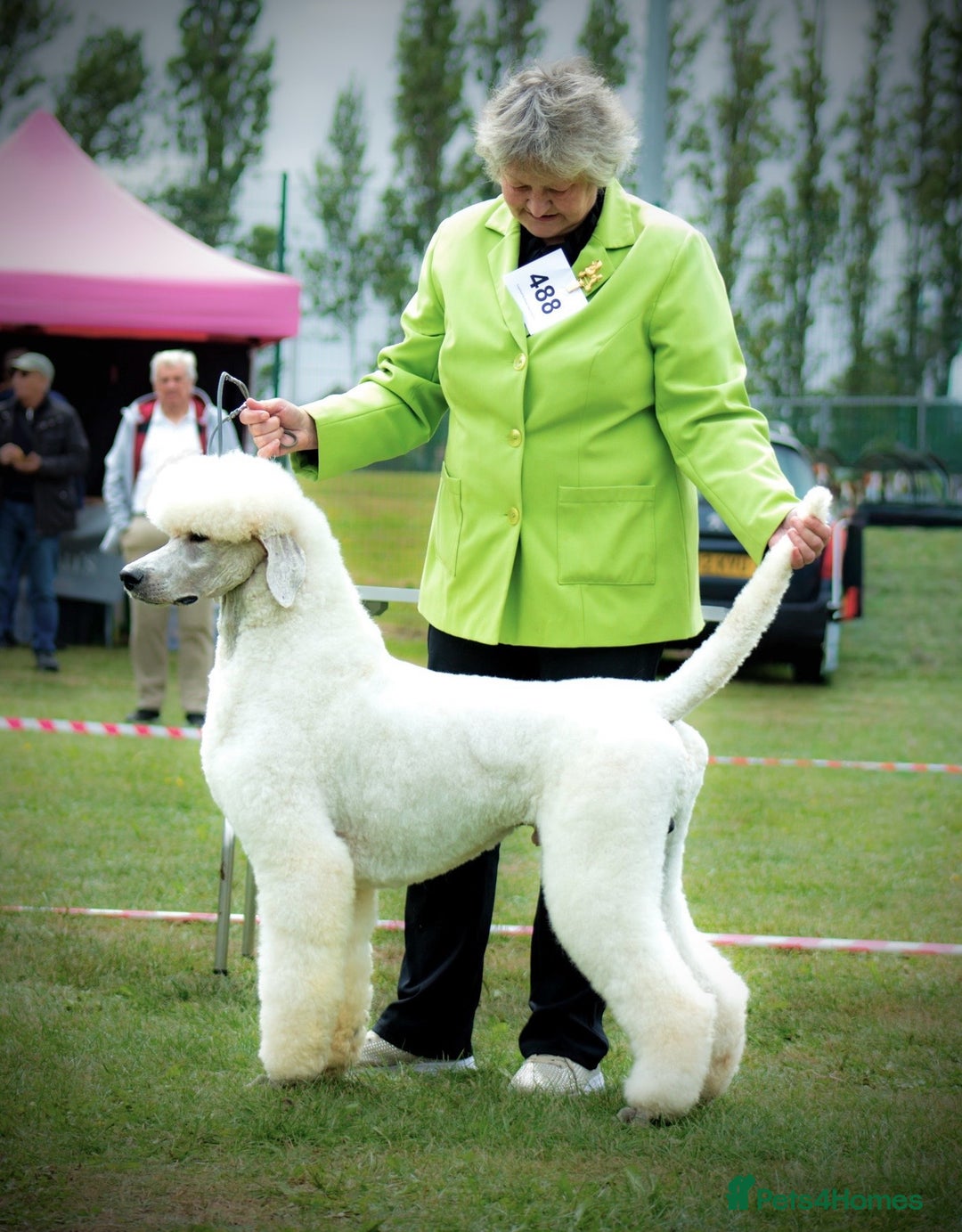 Standard Poodle dogs for sale: KC Standard Poodle Pups - Image 13