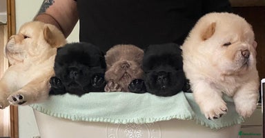 Chow Chow dogs - Advert 4