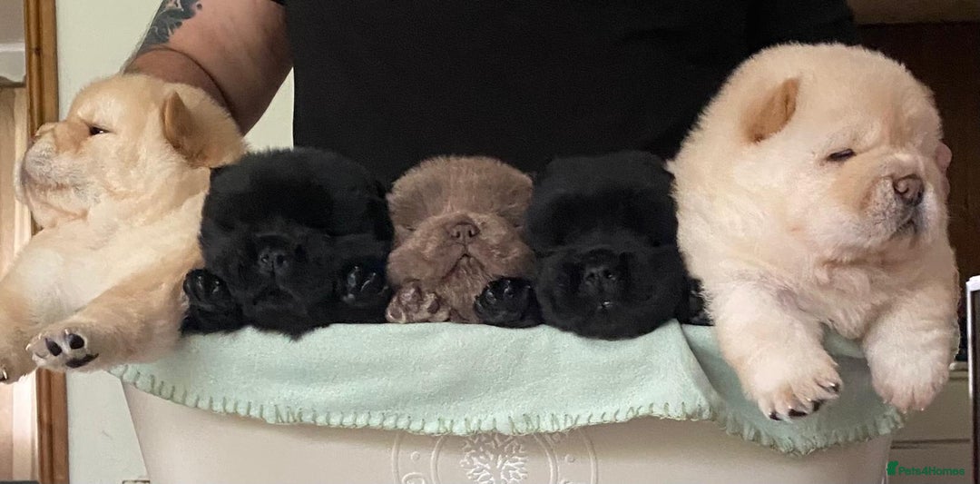 Chow Chow dogs for sale: 🌟Quality Chow Chow Puppies-ChampionLines🌟 - Image 2