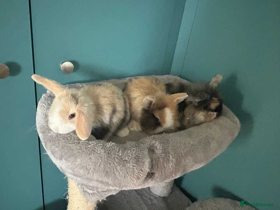Mini Lion Lop rabbits for sale: 6 Mini Lion Lop Bunnies Available 🐰 - Advert 22