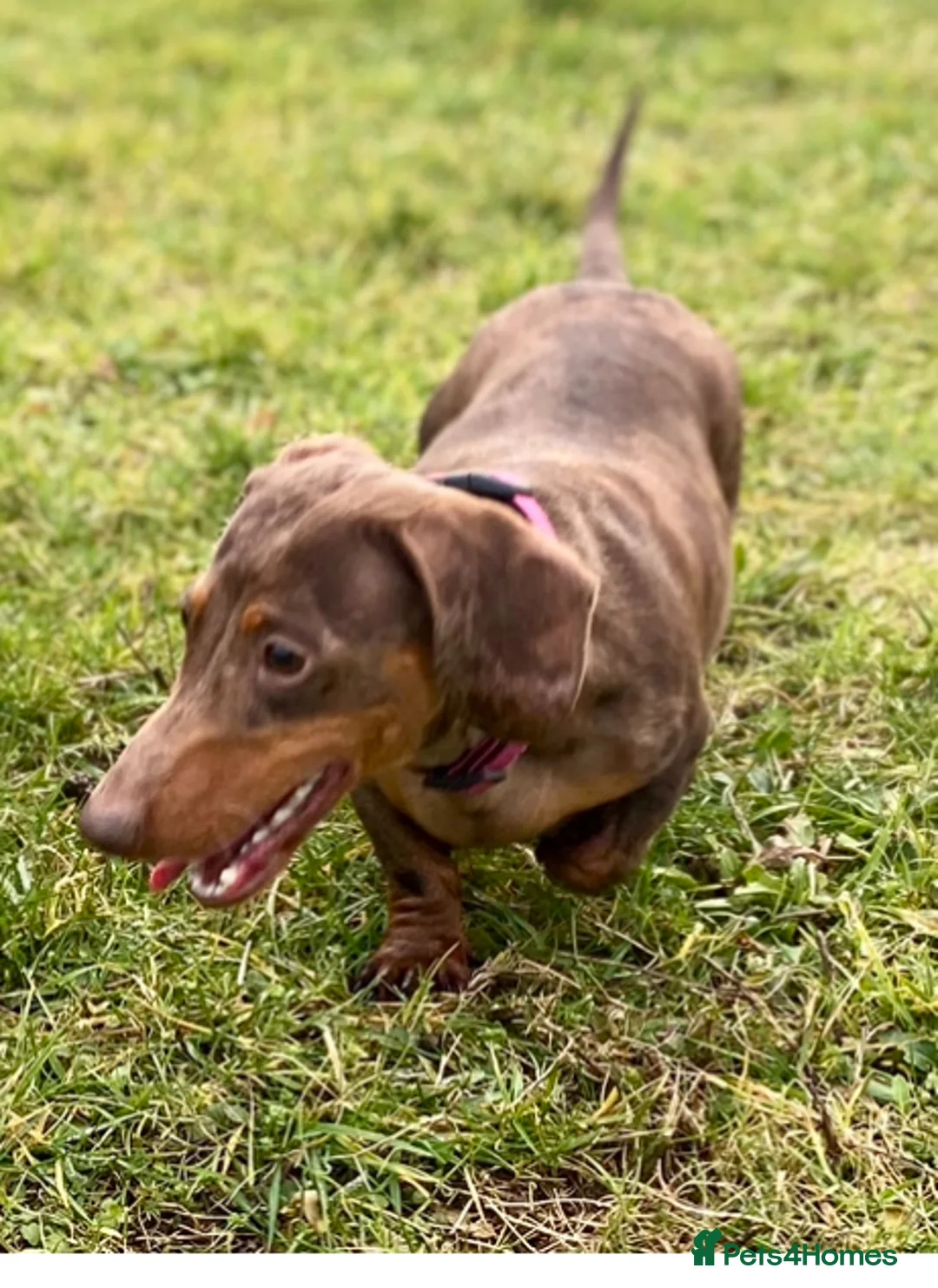 Miniature Dachshund dogs for sale: Perfect Family Pet - Advert 2