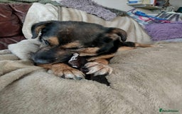 Mixed Breed dogs for adoption: Bumble for adoption - Advert 9