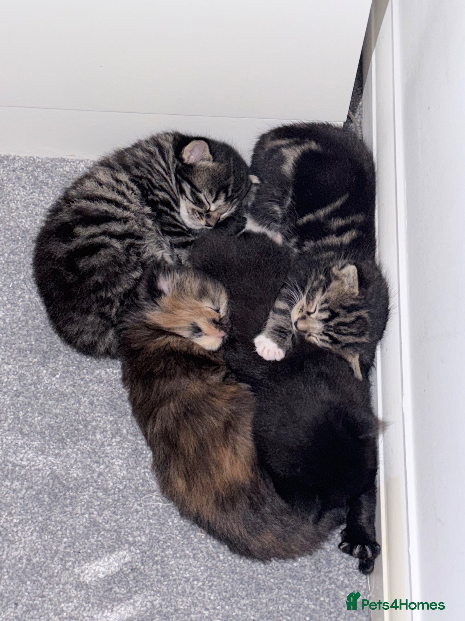 Maine Coon cats Absolutely stunning mainecoon kittens 🥰🤍 - Advert 5
