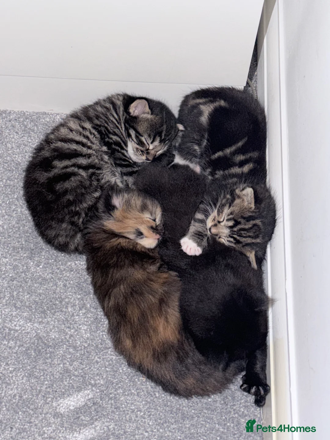 Maine Coon cats for sale: Absolutely stunning mainecoon kittens 🥰🤍 - Advert 1