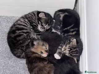 Maine Coon cats Absolutely stunning mainecoon kittens 🥰🤍 - Advert 5