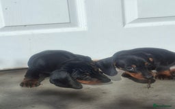 Miniature Dachshund dogs for sale: Miniature Dachshunds - Image 8