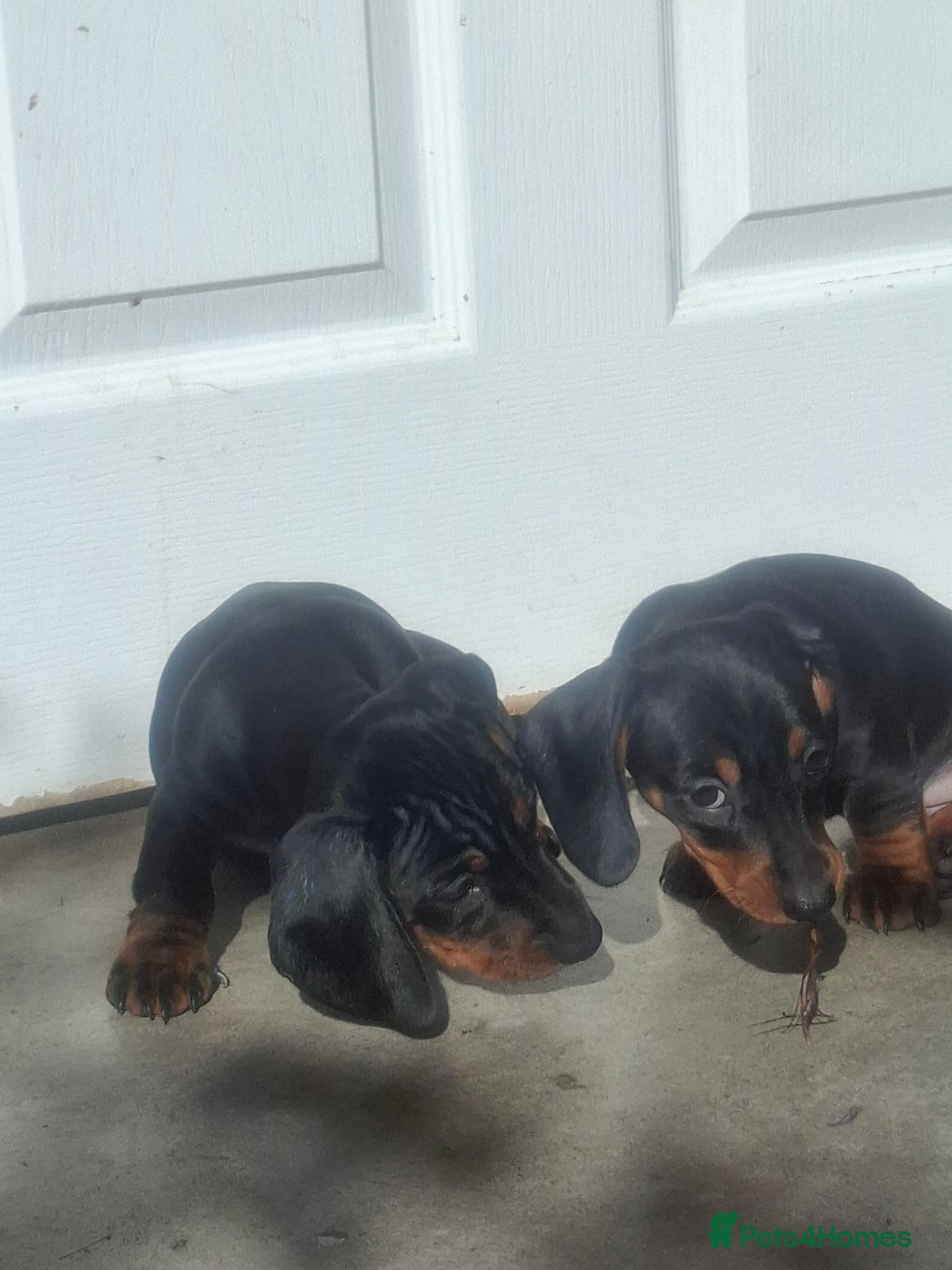 Miniature Dachshund dogs for sale: Miniature Dachshunds - Image 8